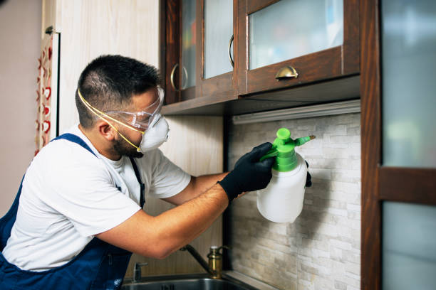 Best Flea Control Services  in Round Lake Beach, IL