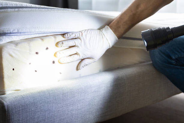Best Local Pest Control Services  in Round Lake Beach, IL