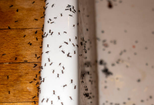 Best Best Pest Control Companies  in Round Lake Beach, IL