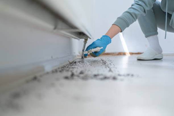 Professional Pest Control in Round Lake Beach, IL